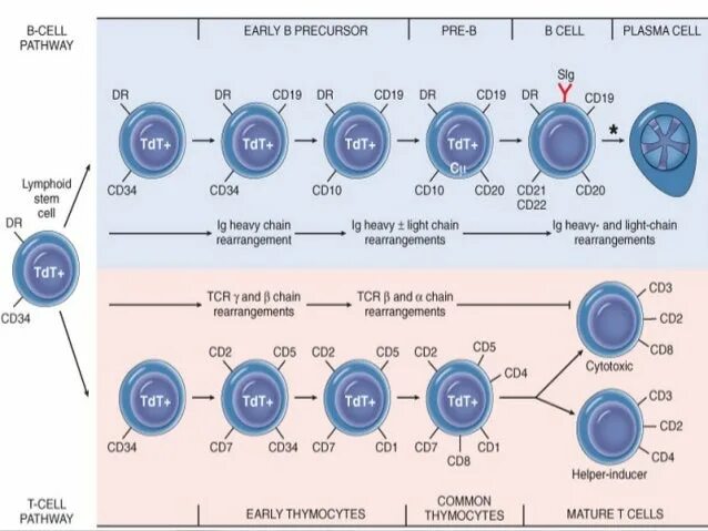 Cd4 cd8 cd20. Cd45, cd20, cd3. CD 3 CD 20. Маркеры cd19 cd20 в лимфоцитов.