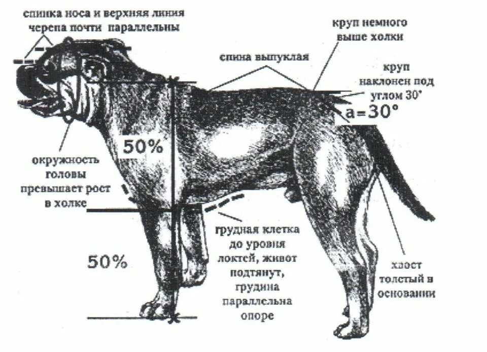 Высокая холка формирующая. Кадебо стандарты породы. Ка де бо стандарт породы. Строение собаки круп. Холка у собаки где находится.