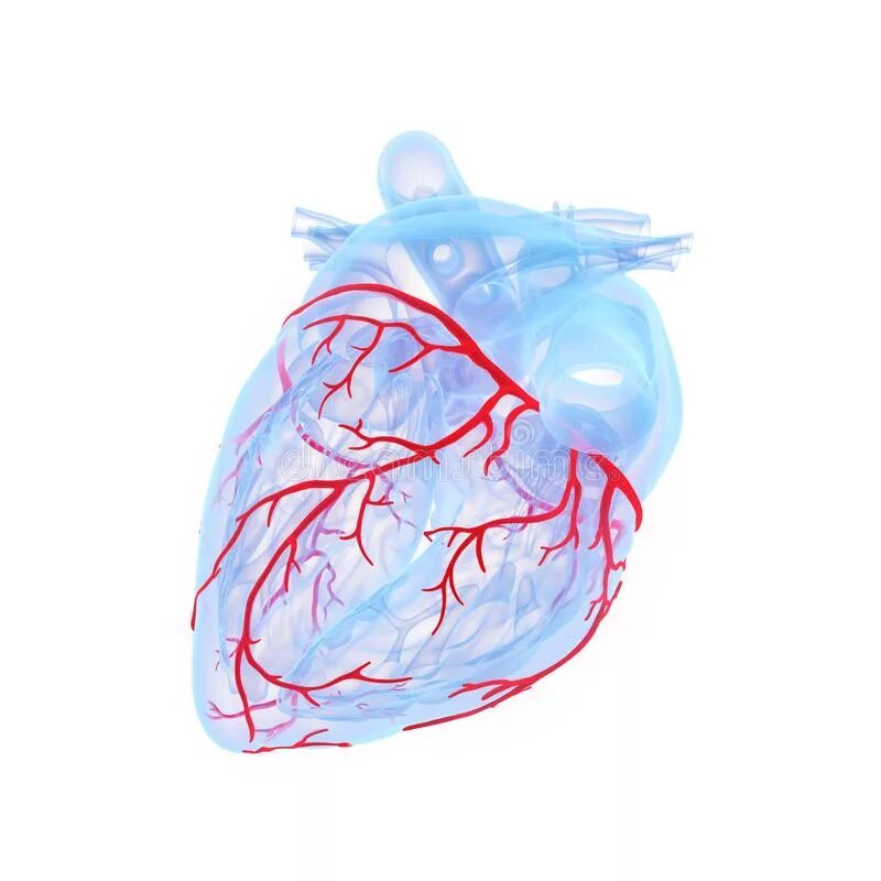 Сердечные артерии и вены. Коронарные венечные сосуды. Собственные сосуды сердца(коронарные,венечные).