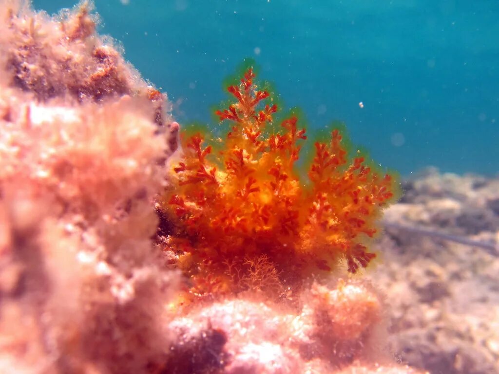 Фурцеллярия водоросль. Каллитамнион водоросль. Багрянки водоросли. Лауренсия водоросль.