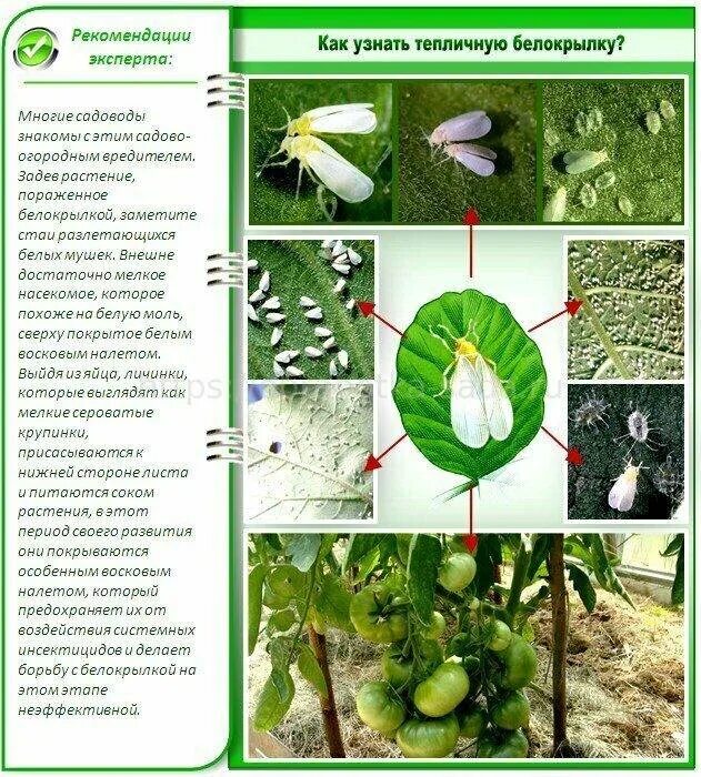 Чем обработать томаты от белокрылки. Вредители томатов белокрылка. белокрылка на томатах в теплице. цикл развития белокрылки тепличной. тепличная белокрылка личинка.