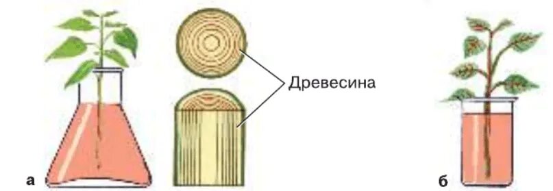 Передвижение веществ по стеблю 6 класс. Выявление передвижения воды и Минеральных веществ по древесине. Лабораторный работа передвижение веществ по побегу растения». Передвижение веществ у растений 6 класс лабораторная работа. Какое явление из жизни растений изображено на рисунке?.