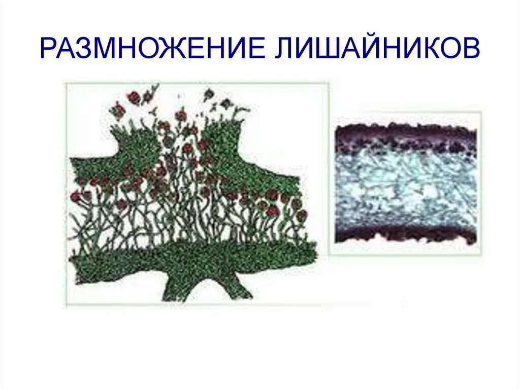 В основном лишайники размножаются. Цикл размножения лишайников. лишайники размножаются схизогонией. кустистые лишайники размножение. строение слоевища лишайника.