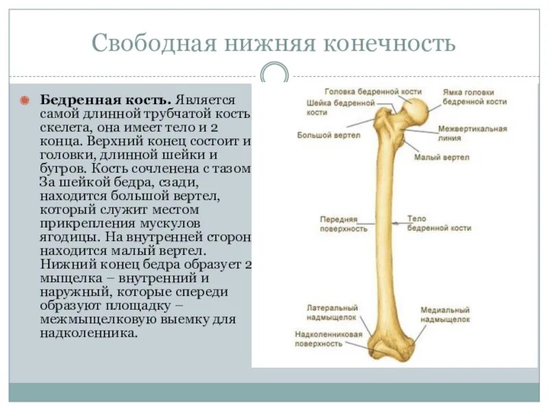 Бедренная кость малый вертел. Бедренная кость кость. Скелет нижней конечности. Строение бедренной кости. Хирургическая шейка бедренной кости анатомия. Самая крупная кость свободных конечностей