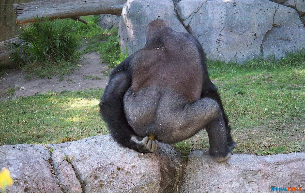 горилла зоопарк животные. горолы из лондонского зоопарка. горилла зоопарк животные. западная горилла. горилла в зоопарке.