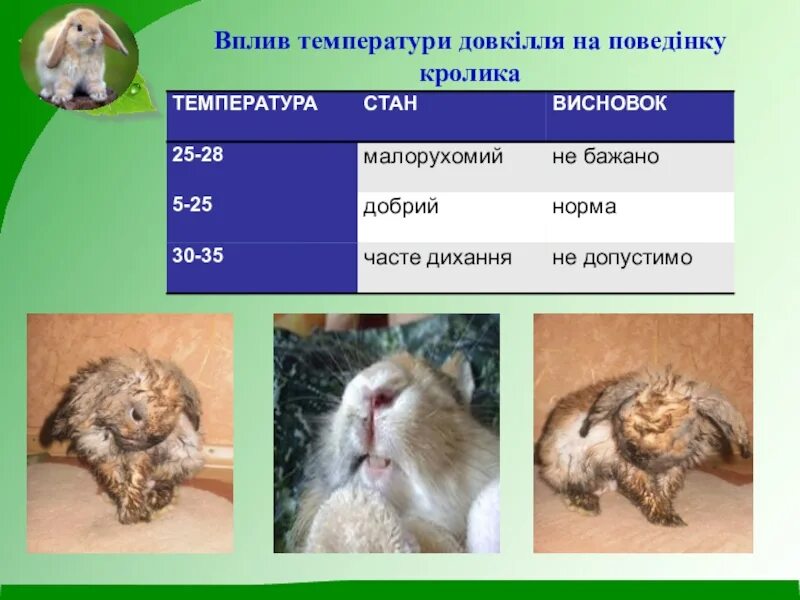 Температура тела кролика. Нормальная температура кролика. Температура кролика в норме. Нормальная температура тела у кроликов.