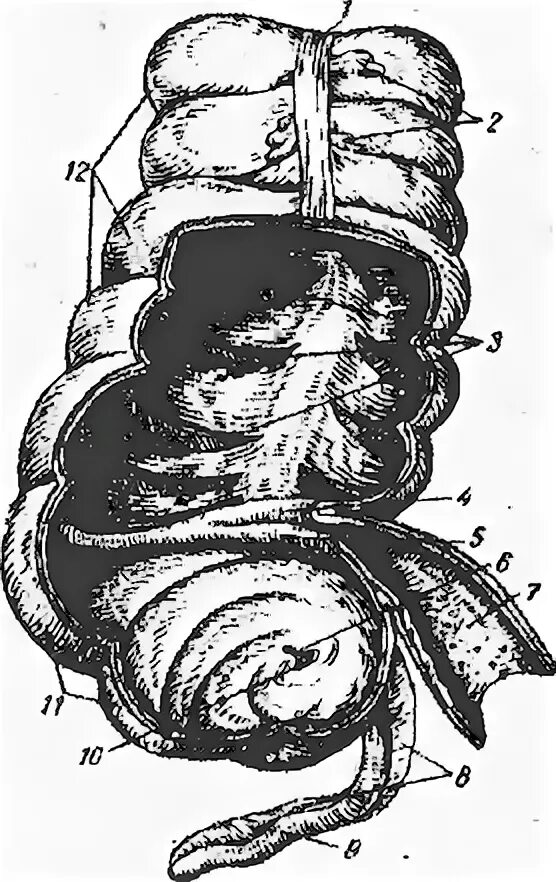 Строение слепой кишки анатомия. Слепая кишка с аппендиксом рис 101. Слепая кишка рисунок