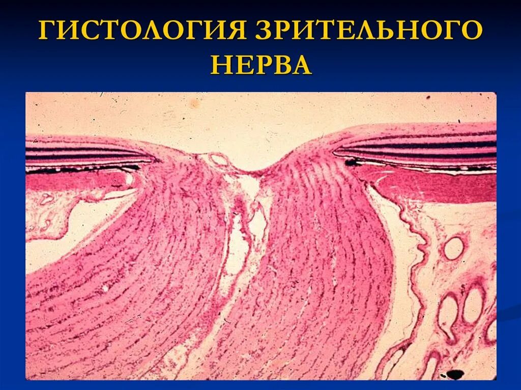 Нерв гистология. Нерв гистология