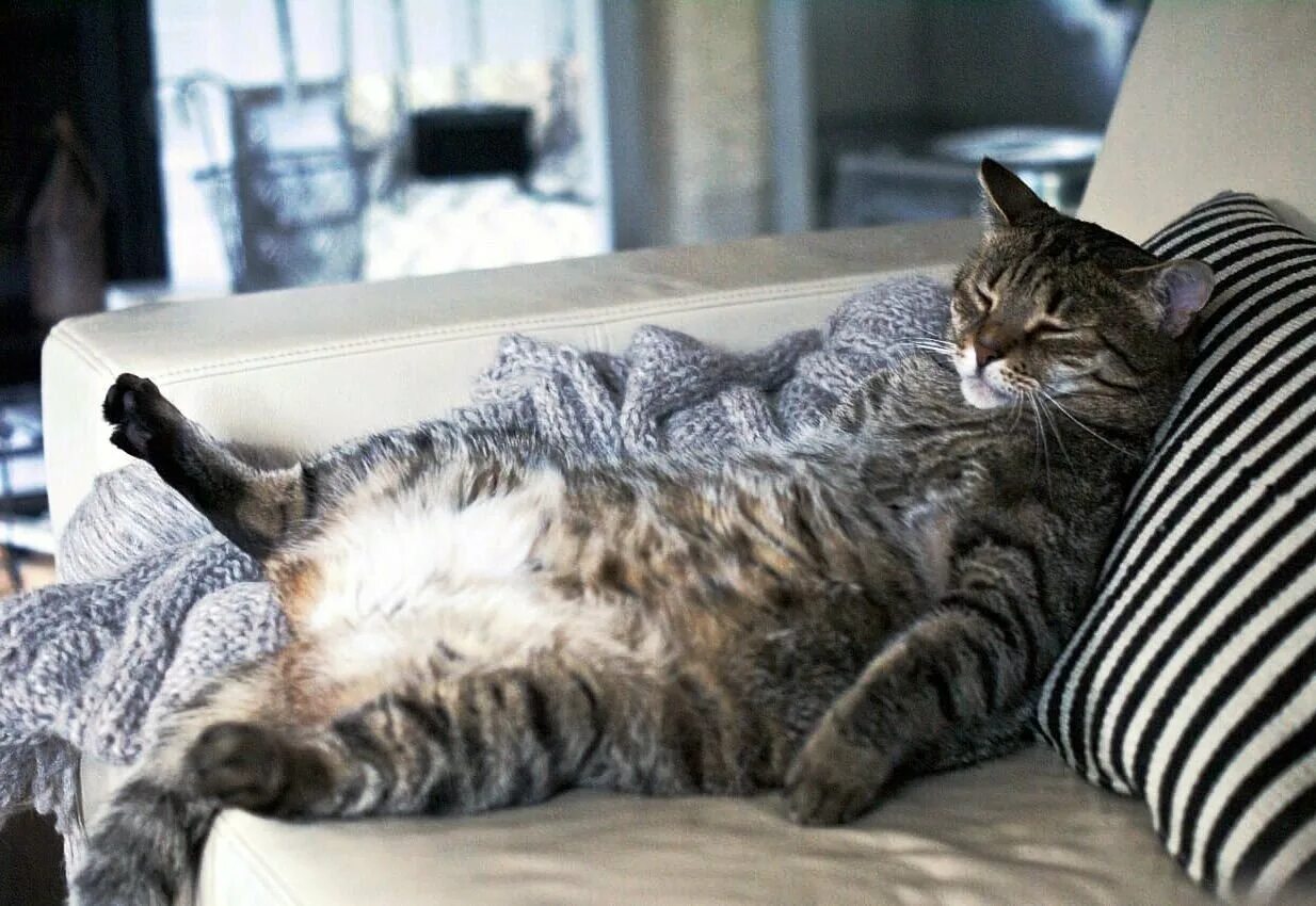 Ленивый кот. Спящие коты. Толстый ленивый кот. Кот лежит на диване. Расслабленная кошка