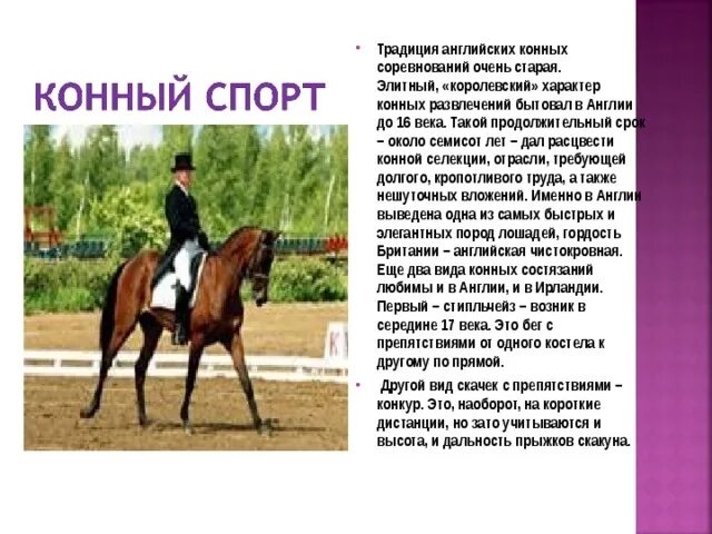 Английские команды для лошадей. Конкур. Что такое хантер конкур в конном спорте. Конный спорт. Лошади.