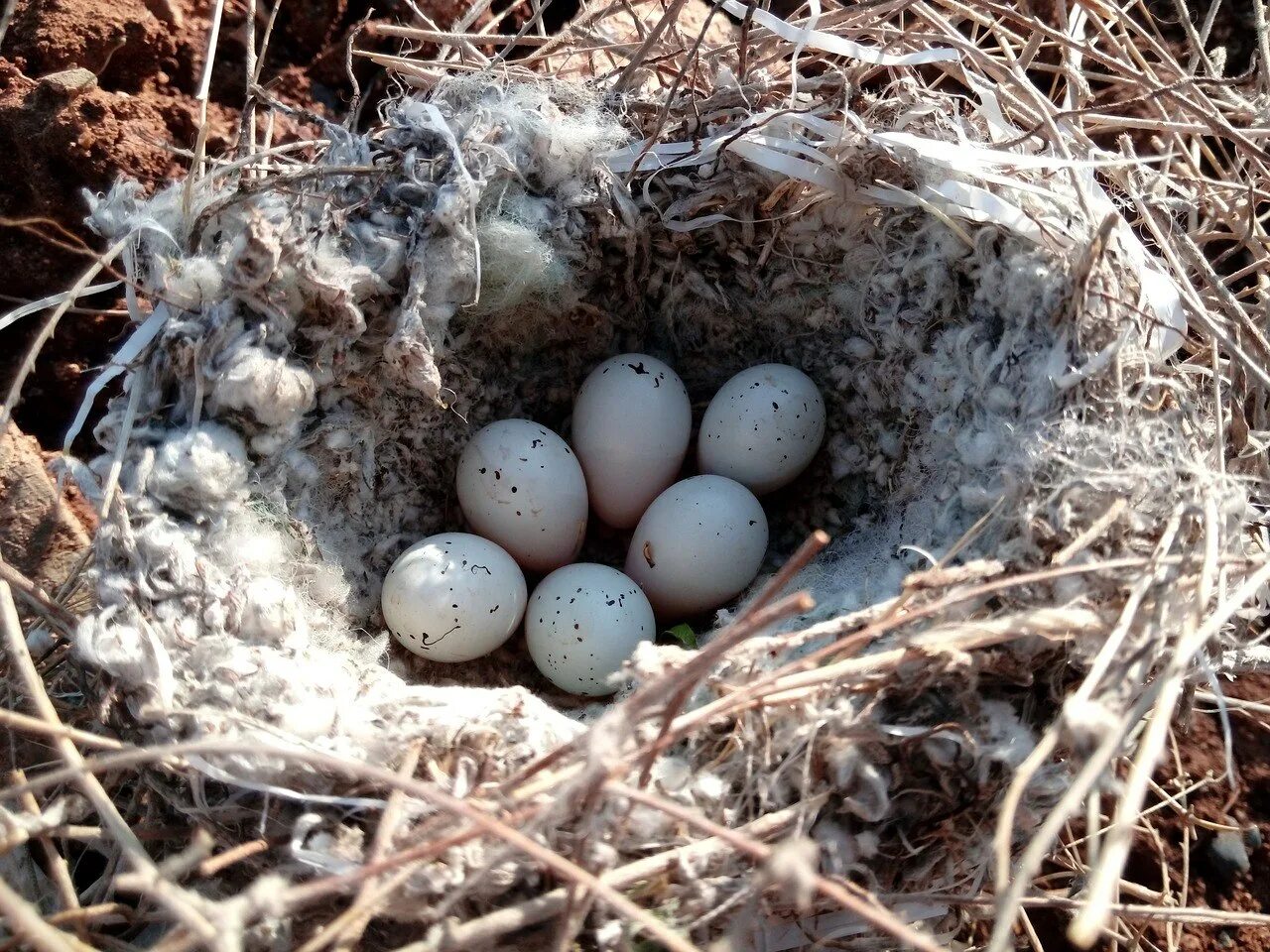 Яйца скворцов фото. Сарыч гнездо яйцо. Яйца птиц. Гнездо для птиц.. Гнездо с яйцами.