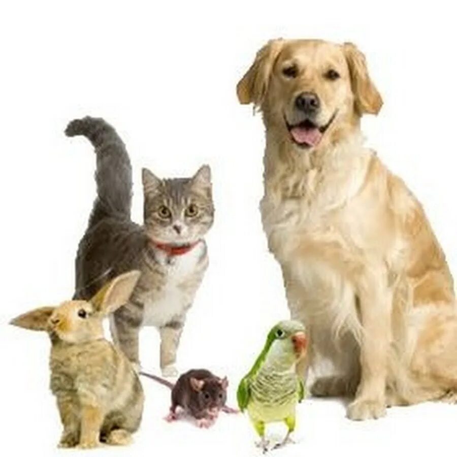 Pet group. Домашние питомцы. Кошки и собаки. Домашние любимцы. Зоомагазин животные.