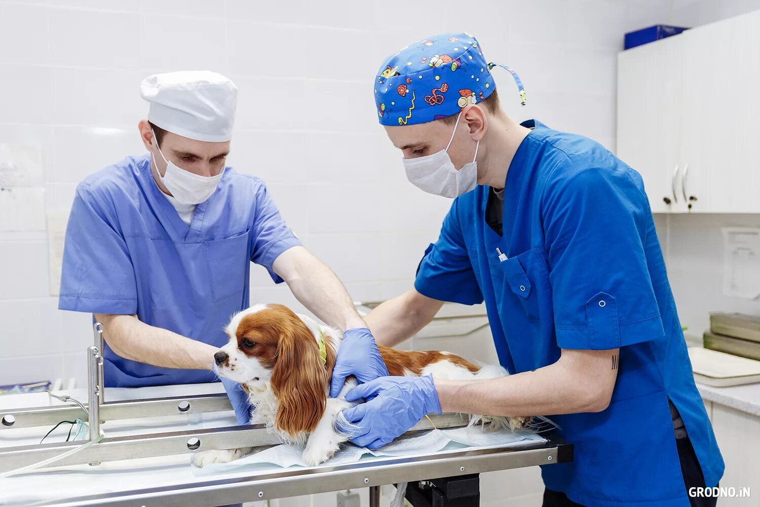 Ветеринарный врач приема. Ветеринарная операция. Собака в ветеринарной клинике.
