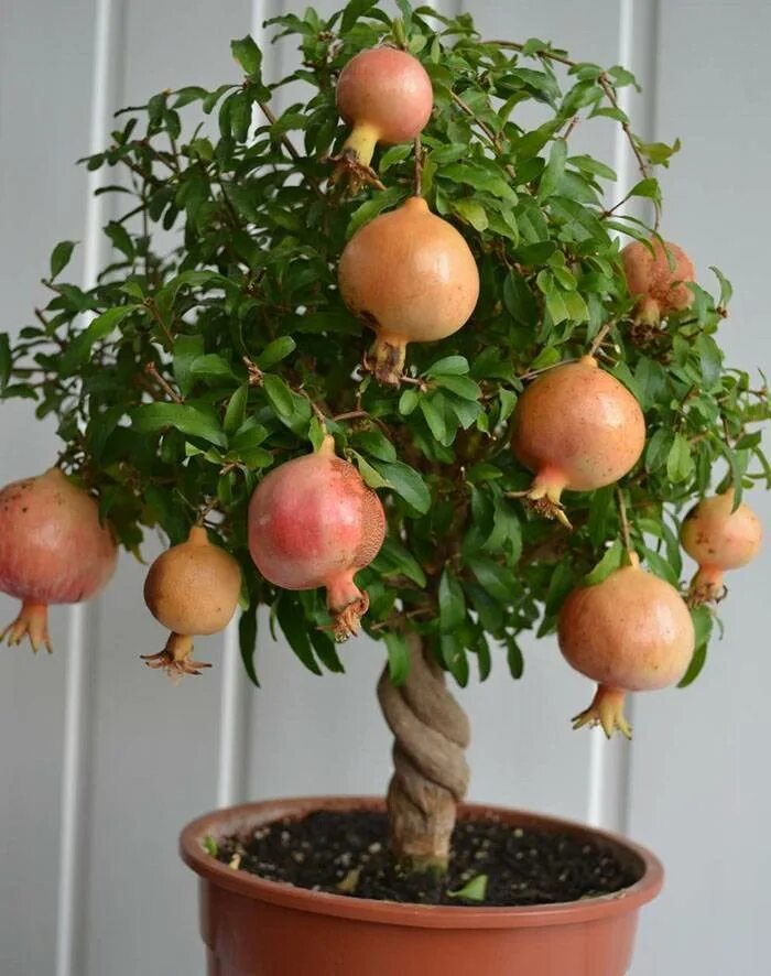 Комнатные плодовые растения. Комнатный мандарин каламондин. Мандарин citrus unshiu. Комнатные плодовые растения. Мандарин уншиу.