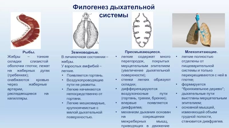 Дыхание рептилий и амфибий. Дыхательная система хордовых. Филогенез дыхательной системы беспозвоночных. Эволюция органов дыхания у млекопитающих. Эволюция органов дыхания у позвоночных животных.