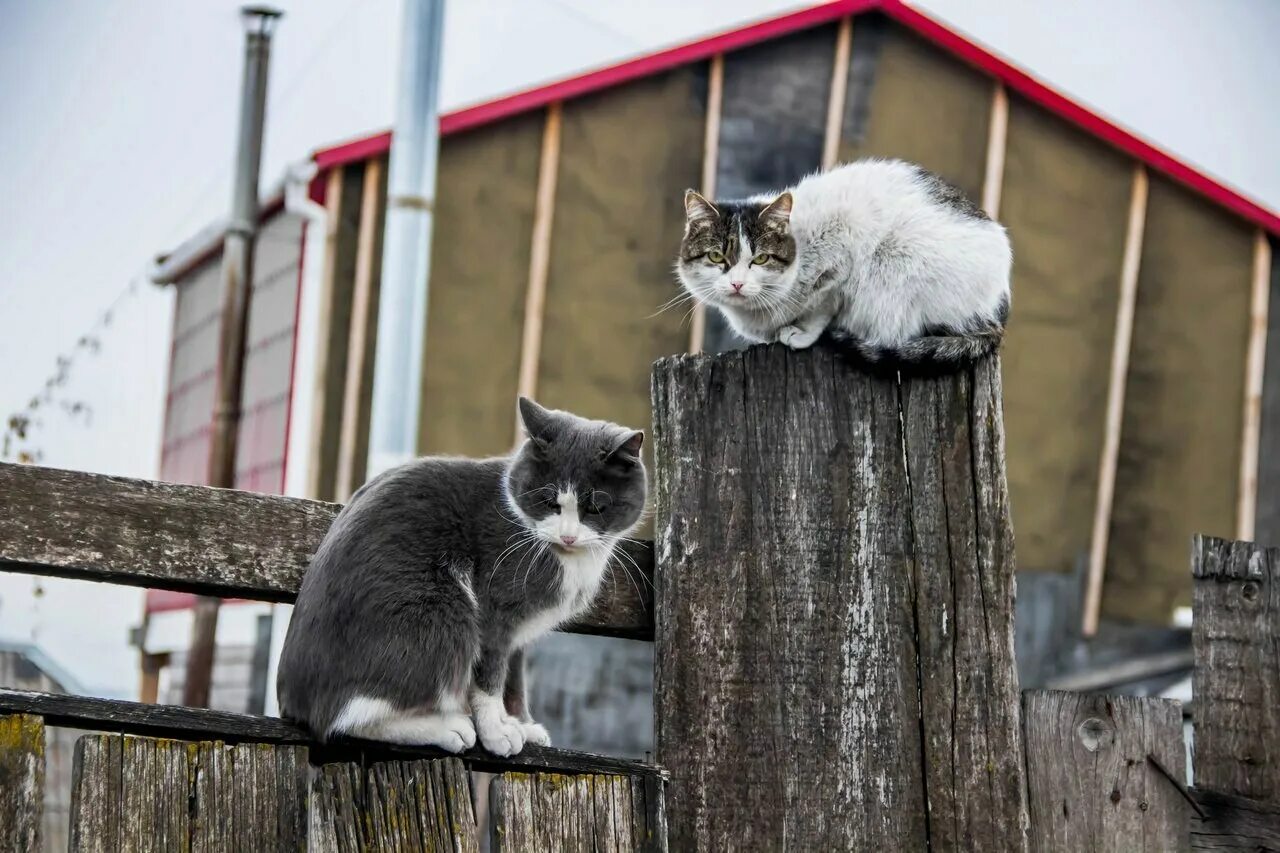 Коты и кошки на улице. Уличные кошки. дворовые кошки. красивые уличные кошки. котики милые уличные.