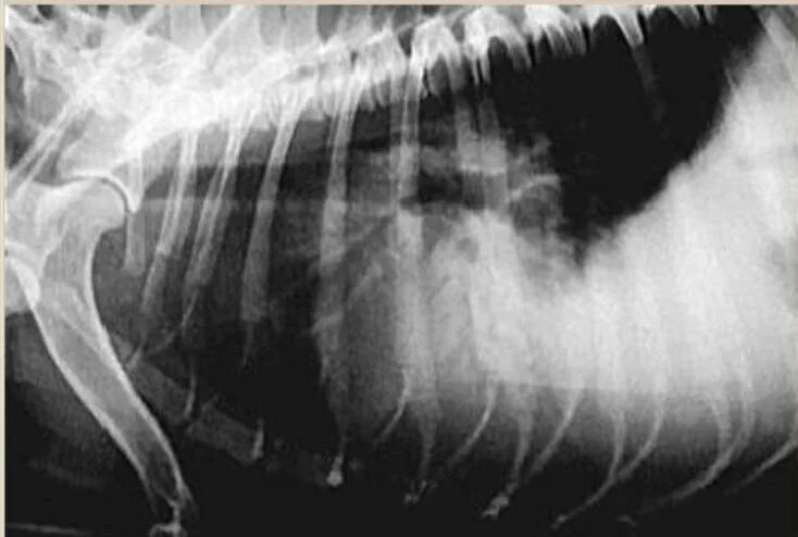 Пневмония у собак рентген. Бронхопневмония телят рентген. Пневмония у кошек рентген. Аспирационная пневмония у собак на рентгене. Бронхопневмония у кошек рентген.