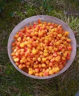 Литр морошки