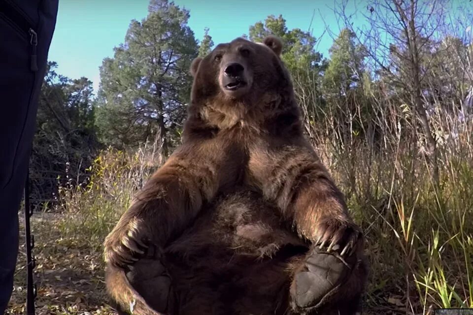 Какие медведи крупнее. Гигантский медведь Гризли. Самый большой медведь Гризли. Гигантский Гризли людоед.