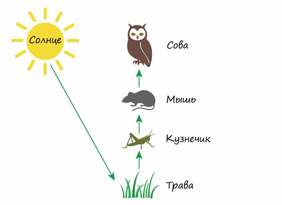 Рисунок цепь питания 5 класс. Пищевая цепочка в природе примеры. Цепь питания человека схема. Биология схемы пищевых цепей. Схема цепи питания животных.