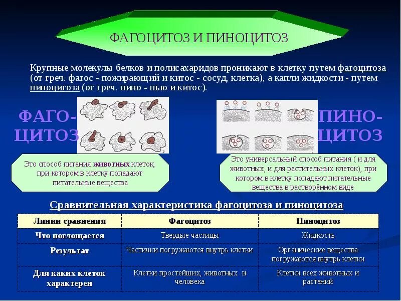 Фагоцитоз прокариот. Фагоцитоз и пиноцитоз. Различия фагоцитоза и пиноцитоза. Пино и фагоцитоз. Пиноцитоз и фагоцитоз растительной клетки.