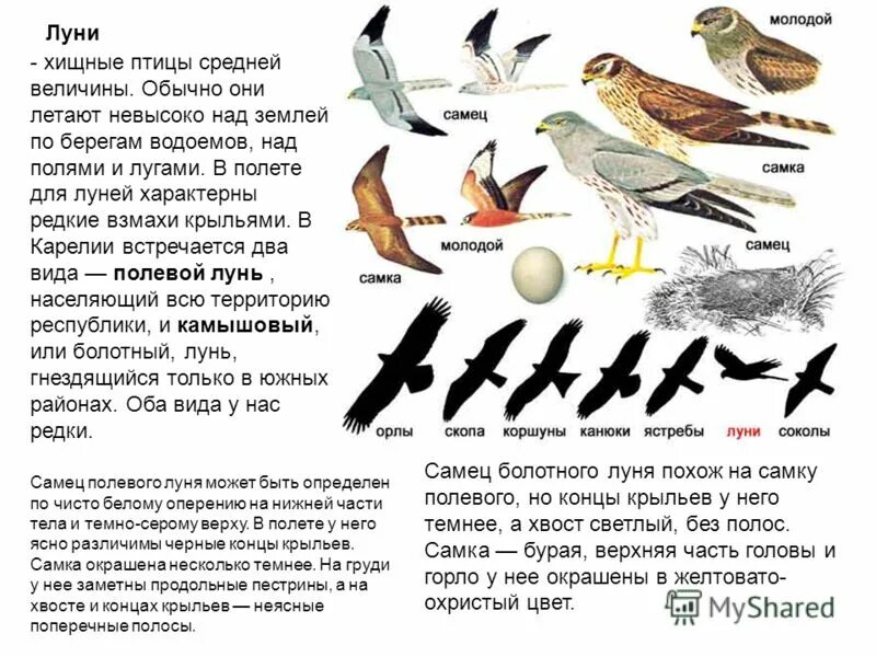 Перелетные Хищные птицы. Определитель хищных птиц. Птицы средней полосы. Классификация хищных птиц.