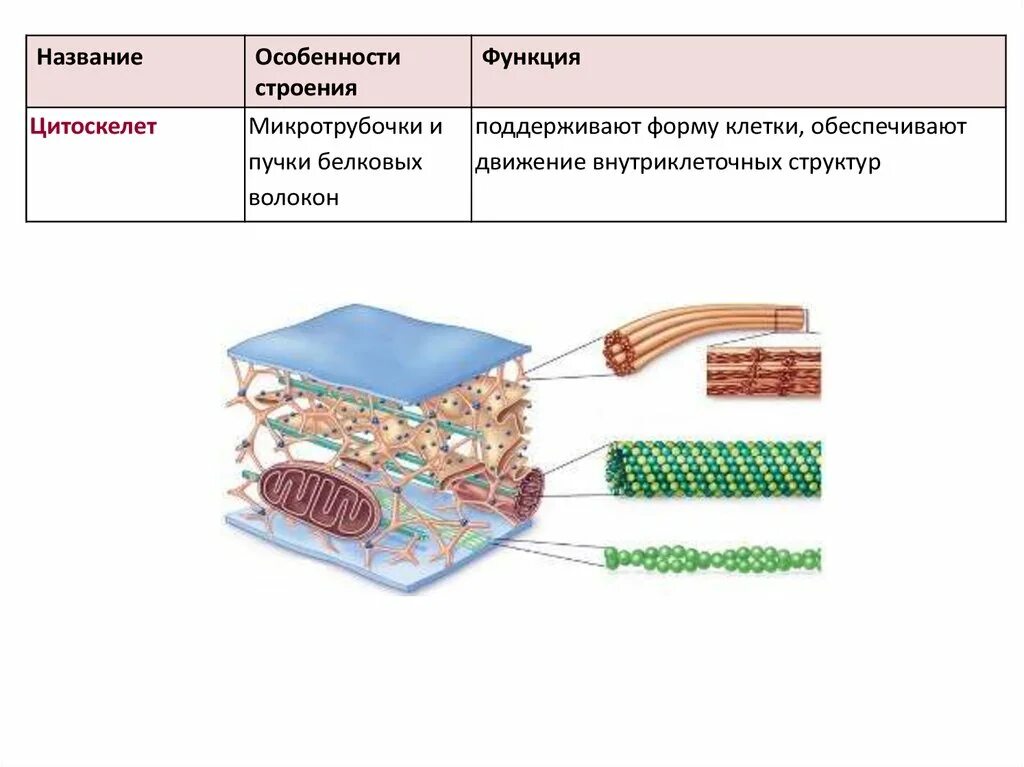 Функции цитоскелета эукариот. Микротрубочки цитоскелета строение. Строение животной клетки цитоскелет. Строение, функции клетки, внутриклеточные структуры. Цитоскелет клетки какой органоид