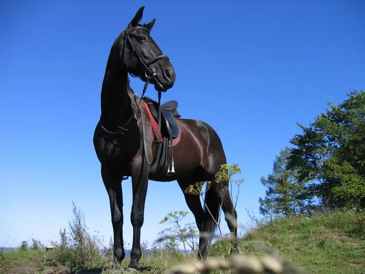Оседланный конь. Красивый конь с седлом. Седло на вороную лошадь. Черный красивый конь с седлом.
