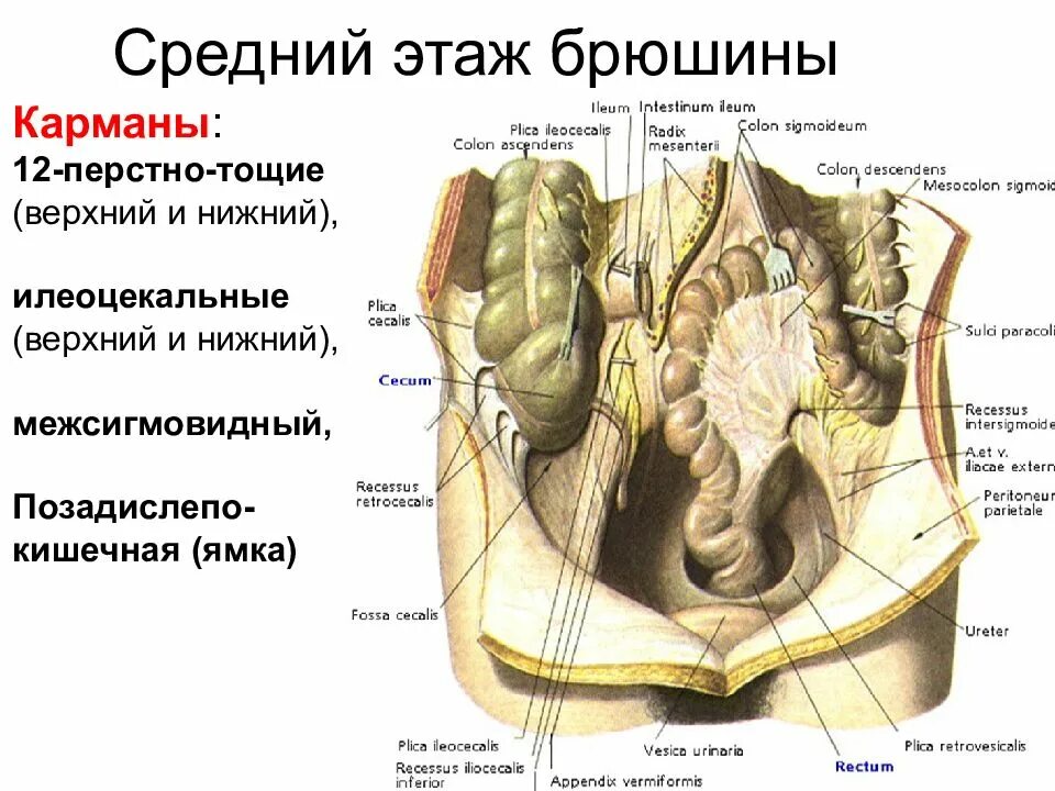 Верхние и нижние каналы. Этажи полости брюшины анатомия. Карманы среднего этажа брюшной полости. Карманы брюшины топографическая анатомия. Слабые места брюшины анатомия.