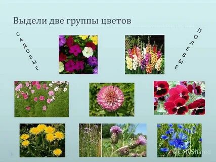 Букет групп