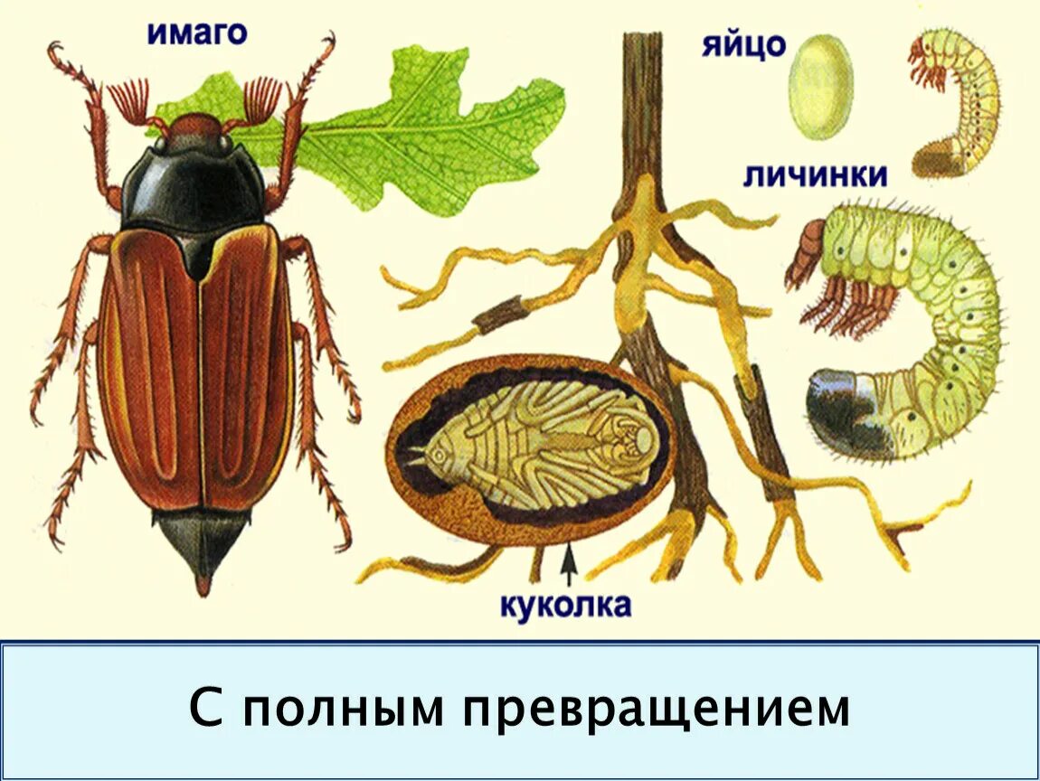 Какой тип развития характерен для жука. Майский хрущ жизненный цикл. Цикл развития майского жука. Стадии развития майского жука. Этапы развития майского жука.