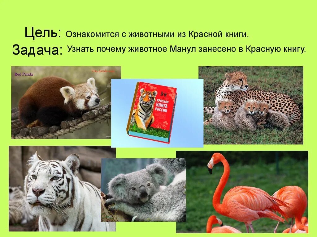 Какие животные должны быть в красной книге. Животных которые занесены в красную книгу России. Пять животных из красной книги России. Животные которые занесены занесены в красную книгу. Животные из красной книги книги.