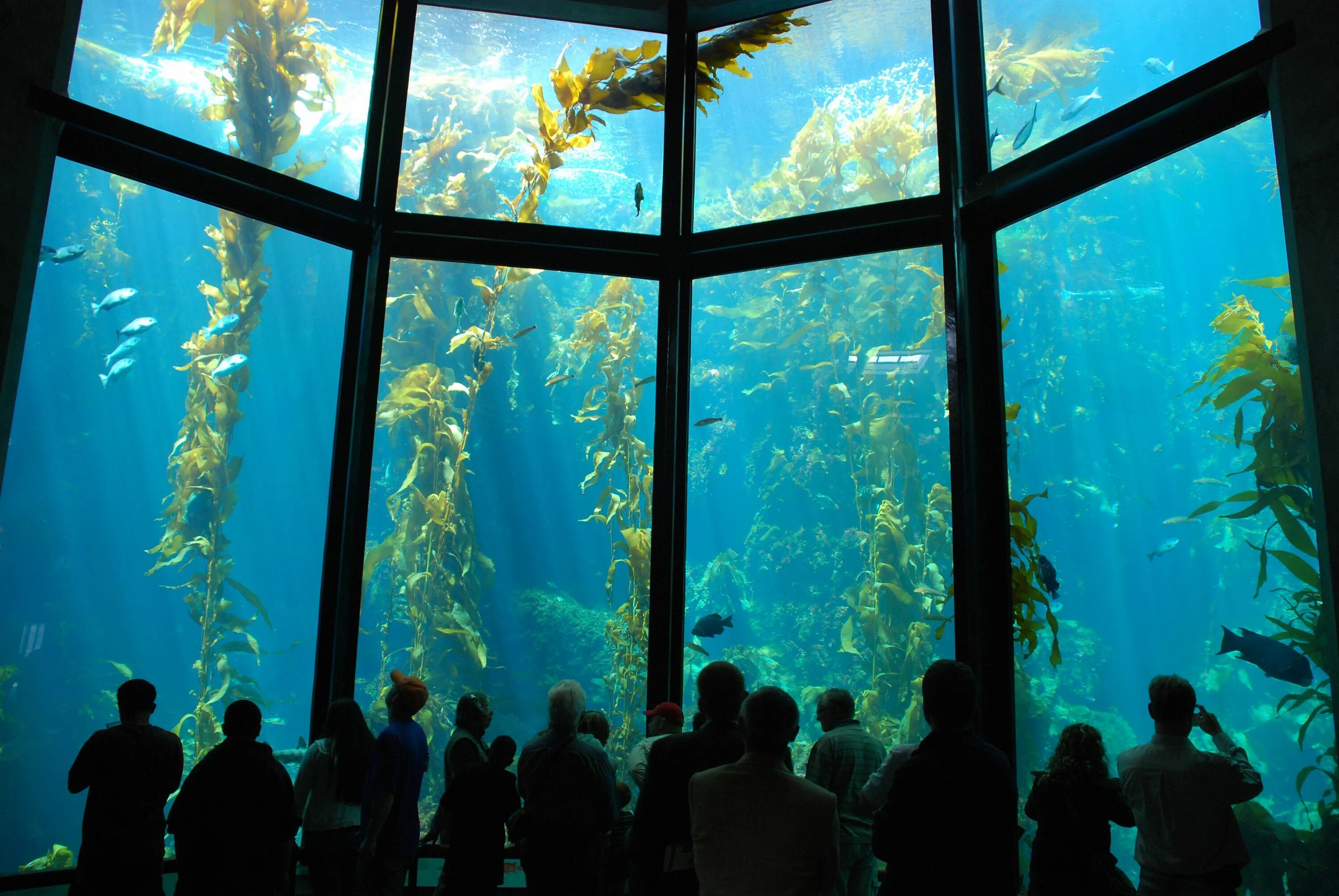 Aquarium перевод. Океанариум Монтерей Калифорния. Окинава океанариум Тюрауми. Океанариум Монтерей Бэй океанариумы США.