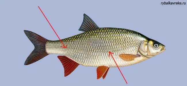 Органы боковой линии у каких рыб. Боковая линия у рыб. Строение боковой линии у рыб. Боковая линия костистых рыб. Боковая линия у костных рыб.