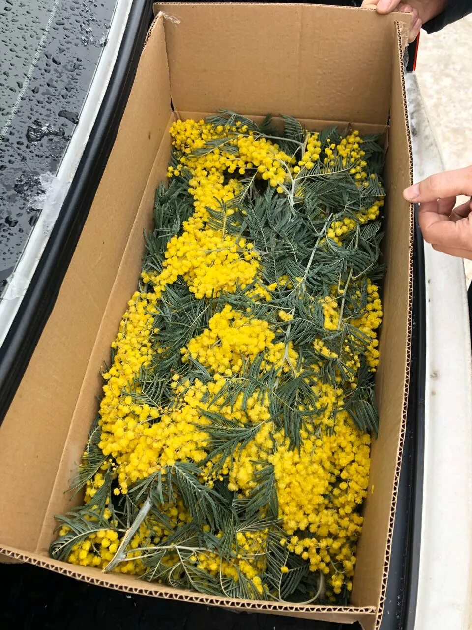 Как хранить мимозу срезанную. Мимоза цветок. Мимоза цветы как сохранить долго в вазе. Мимоза сицилия. Мимоза в коробке.