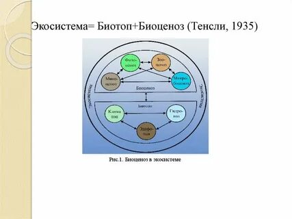 Биоценоз популяция особь