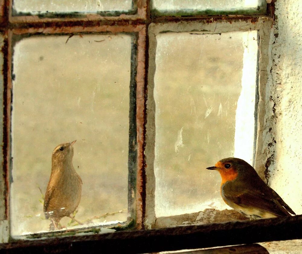 К чему снится птица в окне. Птица на подоконнике. Птицы на окна. Птицы за окном. У окошка птицы.