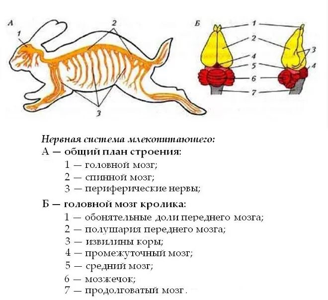 Схема строения нервной системы млекопитающих. Нервная система млекопитающих кролик. Нервная система млекопитающих 7 класс схема. Нервная биосистема млекопитающего.