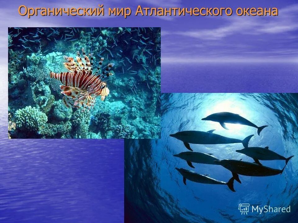 Особенности природного океана. Органический мир Атлантического. Растительный и животный мир Атлантического океана. Органический мир океана. Обитатели Атлантического океана.