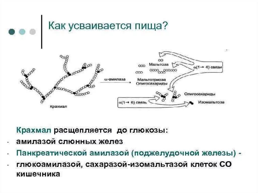 Расщепление крахмала. Крахмал расщепляется до Глюкозы. Расщепление крахмала амилазой. Расщепление крахмала до Глюкозы. Этапы расщепления крахмала