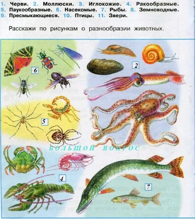 Примеры животных разных групп. Окружающий мир 3 класс рабочая тетрадь 1 часть плешаков мир животных. разнообразие животных плешаков. разнообразие животных 3 класс плешаков. разнообразие животных окружающий мир плешаков.