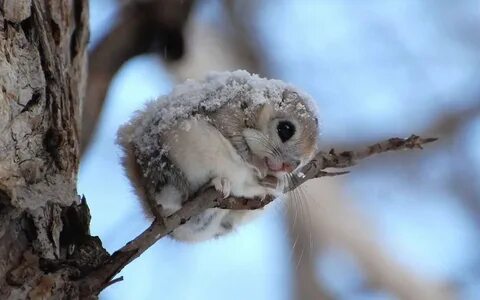 Some Of The Cutest Japanese Dwarf Flying Squirrels On Earth.