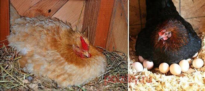 Сколько дней высиживают куры. Наседка курица высиживает яйца. Курица высиживает цыплят. Куры наседки. Курица сидит на яйцах.