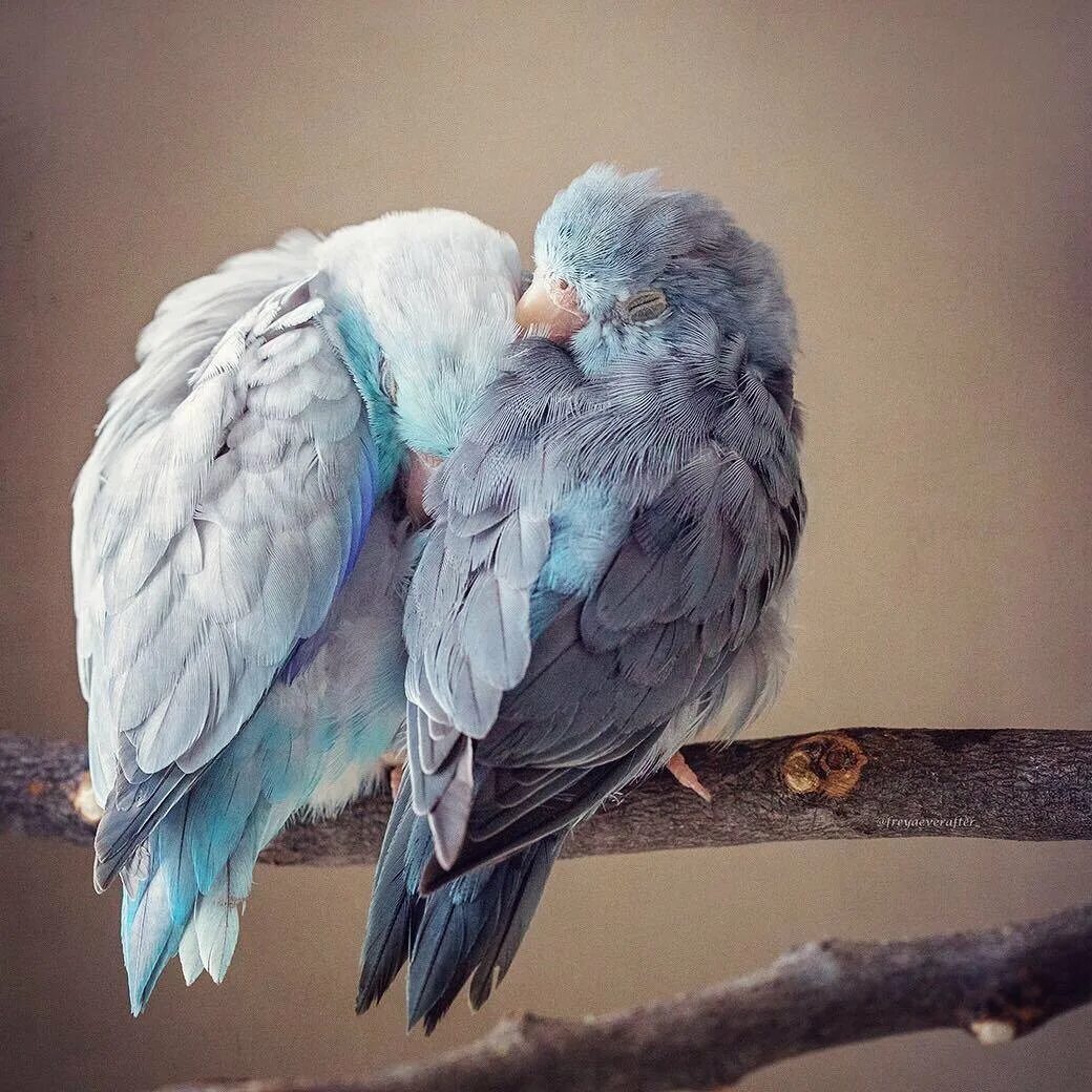 Неразлучники попугаи голубые. Попугаи неразлучники Эстетика. Влюбленные попугайчики неразлучники. Попугаи неразлучники любовь.