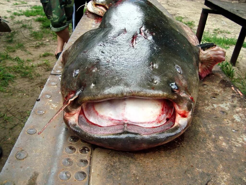 Сом живет лет. Европейский сом людоед. Сенгилеевское водохранилище сом людоед. Самый большой сом. Сом рыба.