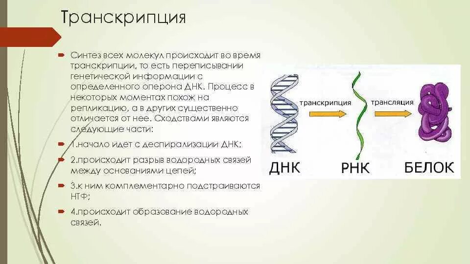 Где происходит копирование генетической информации
