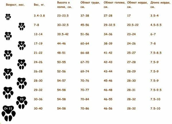 Сколько весит взрослый лабрадор. Таблица роста и веса щенка лабрадора по месяцам. Вес щенка лабрадора в 3 месяца таблица. Вес щенка лабрадора по месяцам таблица. Вес кобеля лабрадора в 5 месяцев.