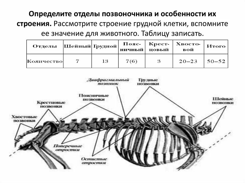 Если у животного имеется отдел скелета. Скелет собаки позвоночник. Строение позвоночного столба млекопитающих анатомия. Отделы позвоночника млекопитающих таблица. Отделы осевого скелета млекопитающих.