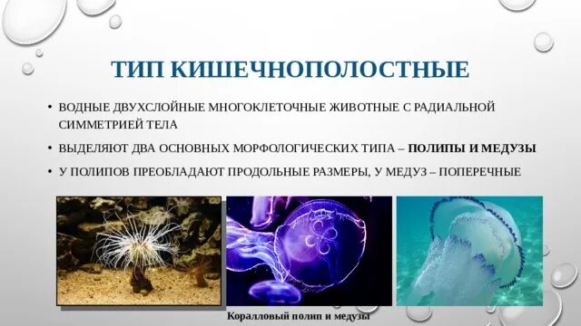 Тип симметрии медузы. Коралловый полип симметрия тела. Медуза симметрия тела. Какой Тип симметрии у медузы. Медуза какая симметрия тела