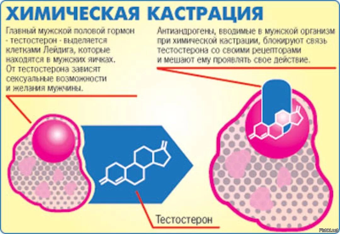 Лазактомия. Носовая полость строение хоаны. Нос орган. Средняя носовая раковина анатомия. Лазактомия.
